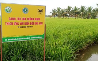 Canh tác lúa thông minh, sử dụng giống chất lượng cao