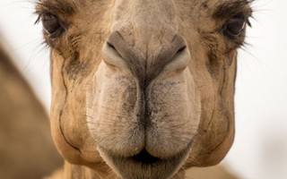 Hơn 40 con lạc đà bị cấm thi hoa hậu vì... giải phẫu thẩm mỹ