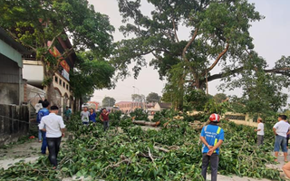 Cây đa 300 năm tuổi gãy lúc tan học, 4 học sinh bị thương