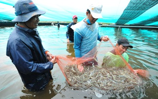 Việt Nam có thể trở thành cường quốc sản xuất, chế biến tôm số 1 thế giới