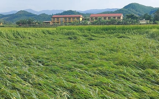 Mưa lớn, gần 3.000 hecta lúa của bà con nông dân Quảng Bình bị đổ rạp