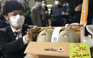 Nhật Bản: Cặp dưa lưới Yubari được đấu giá gần nửa tỉ VNĐ