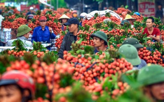 Thực hư thông tin vải Lục Ngạn bị thương lái thu mua ép giá xuống còn 2.000 đồng/kg