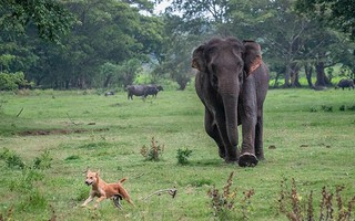 Voi phá đám cưới, chú rể nháo nhào chạy trốn