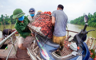 Cận cảnh nông dân chở vải thót tim đi qua cây cầu có con dốc dựng đứng