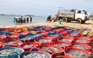 Ngư dân Bình Thuận trúng mùa cá cơm