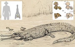 Đào được "trùm cá sấu" 5 triệu tuổi, to hơn nhiều loài khủng long