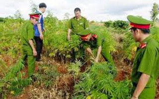 Người nước ngoài trồng 3.000 m2 cây cần sa tại bãi giữa sông Hồng
