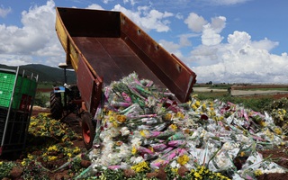 Hàng vạn cành hoa Đà Lạt xuất khẩu sang Úc buộc phải tiêu hủy