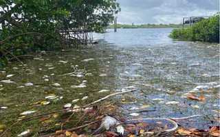Mỹ: "Thủy triều đỏ" dữ dội làm chết 600 tấn cá ở bang Florida
