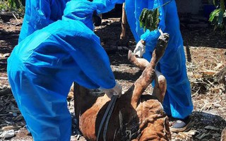 Đắk Lắk: Dịch bệnh hoành hành trên đàn gia súc