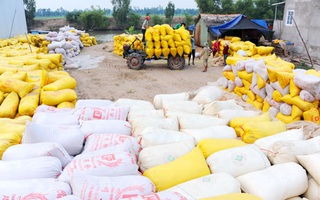 Phó Thống đốc yêu cầu gỡ khó cho doanh nghiệp thu mua lúa gạo ĐBSCL