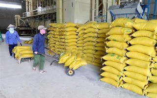 Đẩy mạnh thu mua lúa gạo, xuất cấp gạo hỗ trợ người dân