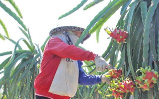 Long An hỗ trợ tiêu thụ 15.000 tấn thanh long