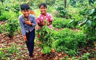 Đồng bào dân tộc thiểu số lên rừng hái măng, rau hỗ trợ người dân TP HCM chống dịch