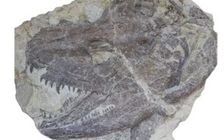 Tái tạo "quái vật" có chân đầu tiên, 340 triệu tuổi: kết quả kinh hoàng
