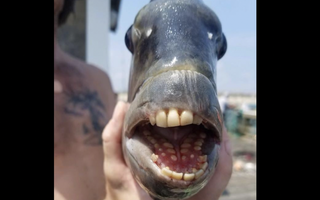 Con cá có hàm răng kỳ lạ gây sốt ở Mỹ