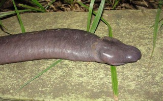 Kỳ lạ "rắn dương vật" xuất hiện ở Mỹ