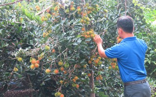 Về "làng ở đô thành", quá đã!