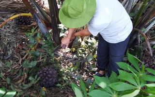 "Mát-xa" cho cây dừa nước để lấy mật
