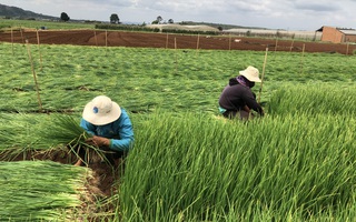 Không để nông thôn tổn thương