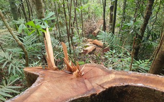 Cận cảnh tàn phá rừng nghiêm trọng ở Đắk Lắk
