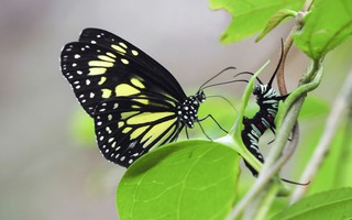 Phát hiện hành vi ghê rợn của loài bướm