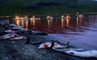 Cuộc săn đẫm máu kỷ lục ở quần đảo Faroe
