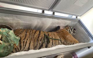 Hà Tĩnh: Phát hiện 1 con hổ đông lạnh trong nhà dân
