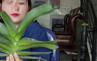 Bình Định: Một giáo viên livestream mua bán lan 26,5 tỉ đồng chưa đăng ký thuế