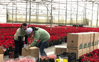 Dalat Hasfarm tăng 20% sản lượng hoa Tết