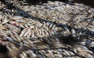 Cá chết nổi đầy mương thoát nước KCN Tam Thăng