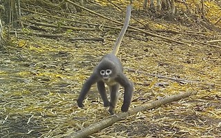 Tìm thấy "khỉ ma" ở vùng sông Mê Kông