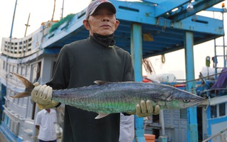 Sướng mắt với "lộc biển" cuối năm ở Bà Rịa- Vũng Tàu