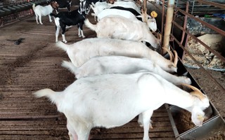 Phát triển nông nghiệp đô thị với giống dê lai năng suất sữa cao