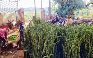 Giá hoa lay ơn tăng cao vẫn "cháy hàng", nông dân đón Tết to