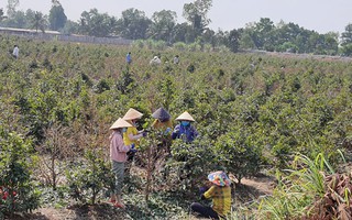 Lo thất thu vụ hoa kiểng Tết