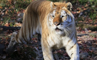 Nhật Bản: Hổ cắn đứt tay nhân viên vườn thú