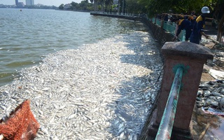 Gần 1 tấn cá chết trắng trên hồ Tây