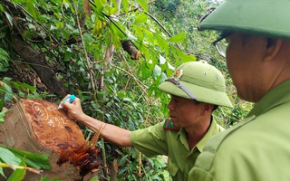 Quảng Trị: Phạt kẻ phá rừng, tiếp tục làm rõ trách nhiệm các bên liên quan