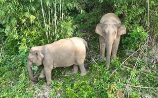 2 con voi rừng bất ngờ đến gần khu dân cư