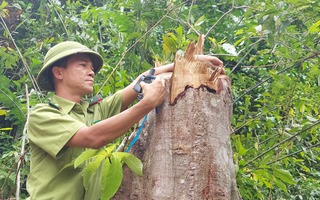 "Tối hậu thư" của tỉnh Quảng Trị sau thông tin Báo Người Lao Động phản ánh