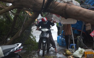 TP HCM: Nhiều cây xanh ngã đổ sau cơn mưa