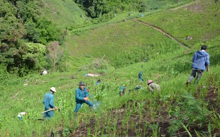 Rừng trồng chết hàng loạt