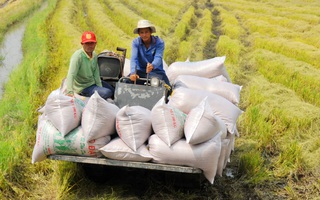 Nông dân lo gạo rớt giá