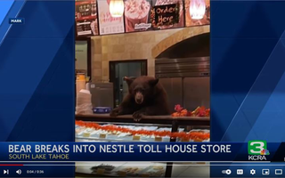 Gấu đột nhập vào tiệm cà phê ở Mỹ trộm bánh ngọt