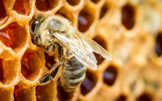 Đàn ong mật khổng lồ hàng ngàn con bất ngờ tấn công nhóm người chơi thể thao