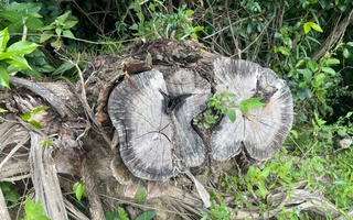 Thông tin nóng vụ “khai thác nhầm” hơn 2,7 ha rừng ở Bình Định