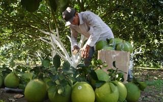 Nông sản Bà Rịa - Vũng Tàu ngày càng rộng cửa