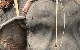 Vụ voi bị hành hạ, cõng khách du lịch: UBND tỉnh Đắk Lắk chỉ đạo sớm dẹp bỏ cưỡi voi